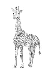 Pencil sketch. Baby giraffe