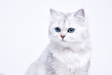 Funny large longhair white cute kitten with beautiful big eyes. Pets and lifestyle concept. Lovely fluffy cat on white background.