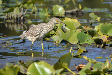 Juvenile Black Crowned Night Heron with a fish