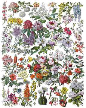 Flower background collection - vintage illustration from Larousse du xxe siècle