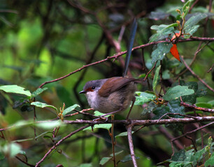 Australian Fairy Wren