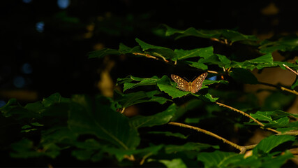 wildlife photo of a speckled wood - Pararge aegeria