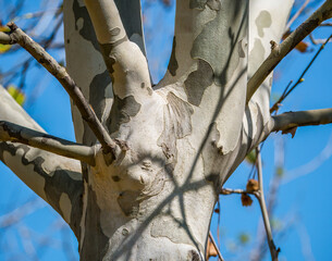 Patterned bark of a Platanus tree.
