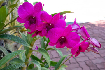 Pink orchids blooming