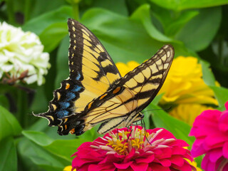 A horizonal photograph of a Female Eastern Tiger Swallowtail Butterfly on a red zinnia flower with green, orange, yellow in the background.