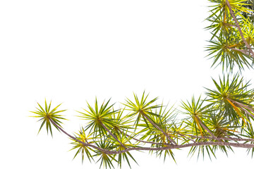 Dracaena en bordure de page, fond blanc 
