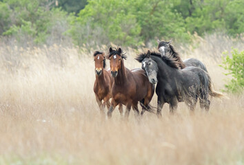 Wild horses herd running in dry steppe with green trees on background.