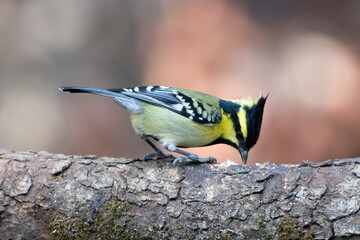 Indian Black-lored tit photographed in Sattal, India