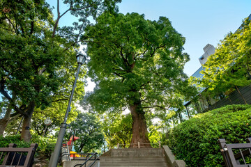 Obraz premium 東京都港区の高松くすのき公園