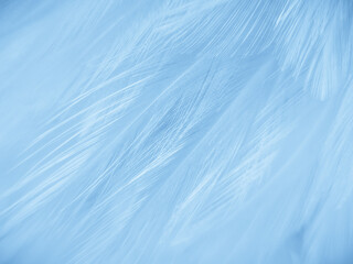 Beautiful abstract blue feathers on white background and soft white feather texture on blue pattern and blue background