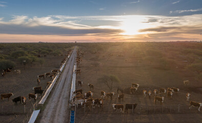 Cows in a feedlot, with the sun going down on the horizon. Aerial View of feedlot.