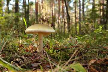 Highly toxic Amanita phalloides mushroom growing on forest floor. Known as death cap, this deadly...