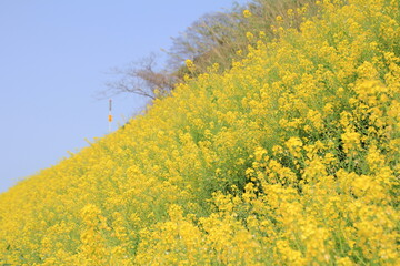 愛媛県伊予市閏住の菜の花畑
