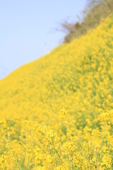 Obraz premium 愛媛県伊予市閏住の菜の花畑 
