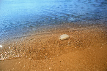 The beach and jellyfish