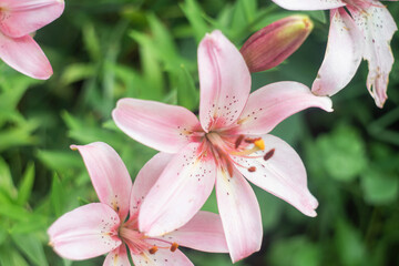 gentle, beautiful daylily white pink color. day-lily  close-up. garden in the early morning Beautiful floral background with bokeh effect