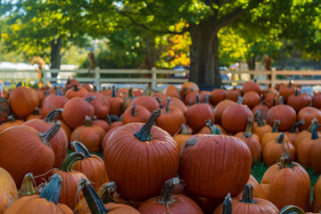 A large amount of pumpkins are on display along the side of a country road, during a clear, Fall afternoon, near a large oak tree and a white fence. 