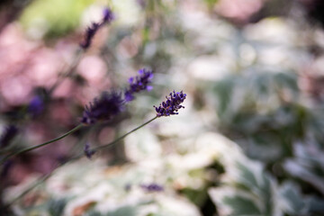 Purple garden flower, close up. Lavender.