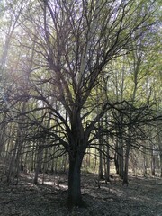 trees in the park