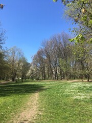Fototapeta na wymiar Sunny park path with flowering trees clear blue sky