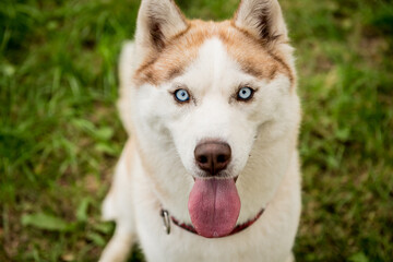 Portrait of cute husky dog at the park.