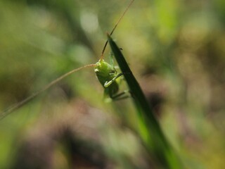 macro photography grasshopper.