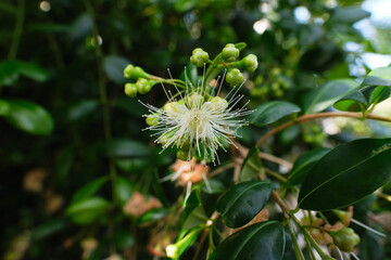 Inflorescences of Syzygium paniculatum, aka the magenta lilly pilly or magenta cherry. It is a species of flowering plant in the myrtle family Myrtaceae, native to New South Wales, Australia.