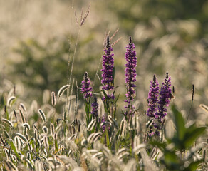 Violet flowers on meadow on sunrise