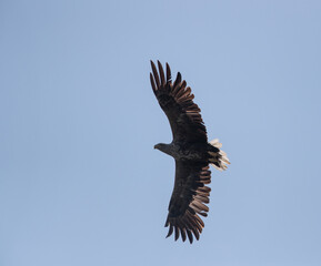 White-tailed eagle flying