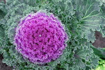 Obraz premium Ornamental cabbage. Coloured leaves of ornamental cabbage. Purple decorative cabbage.