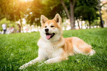 Naklejka na ściany i meble Portrait of cute akita inu dog at the park.