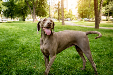 Portrait of cute weimaraner dog breed at the park.