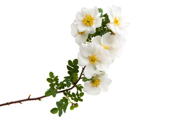 white climbing rose isolated