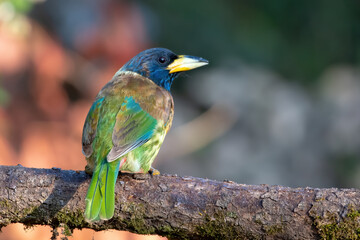 Great Barbet photographed in Sattal, India