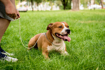 Portrait of cute american staffordshire terrier at the park.