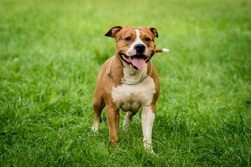 Portrait of cute american staffordshire terrier at the park.