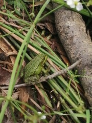 grasshopper on a tree