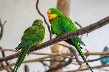 Superb parrot polytelis swainsonii beautiful bird on wooden branch, bright green colors feathers, amazing animal