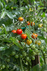 Tomates
