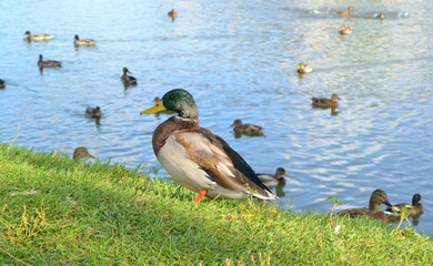 Wild ducks at the edge of a lake in sunny autumn day. Closeup. Nature.

