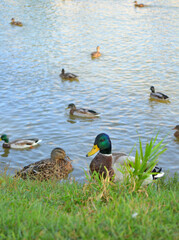 Wild ducks with male duck at the edge of a lake in sunny autumn day. Closeup. Nature.  Vertical  view 