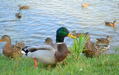 Beautiful male wild duck in the grass standing at the edge of a lake in sunny autumn day. Closeup. Nature. 