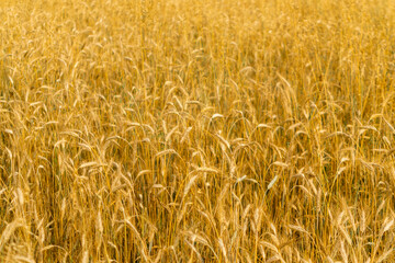 Wheat Field Texture Background with Ripening Ears
