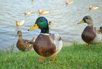 Obraz premium Beautiful male wild duck in the grass standing at the edge of a lake in sunny autumn day. Closeup. Nature. 