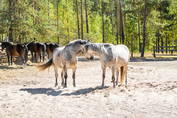 two beautiful white-gray horses in the pasture. clarification of relationships with animals, love and tender feelings. horse and mare