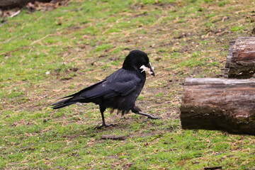Fototapeta premium Common raven with feathers in its beak