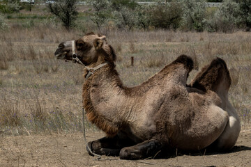 Side view of a camel sitting on the sun-baked earth.