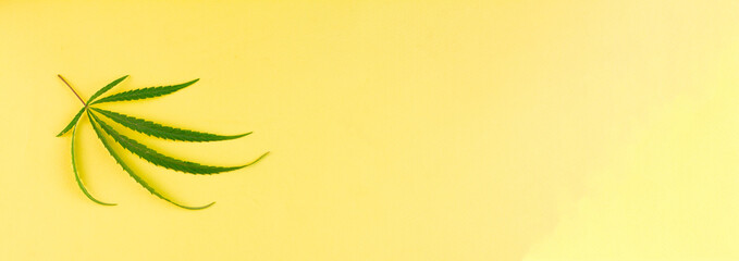 Fototapeta na wymiar Small green cannabis leaf lying on a yellow background. View from above. Photo banner. Place for your text.