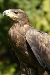 Eagle