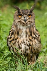 Eurasian Eagle-owl in the grass